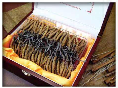 盐津冬虫夏草回收